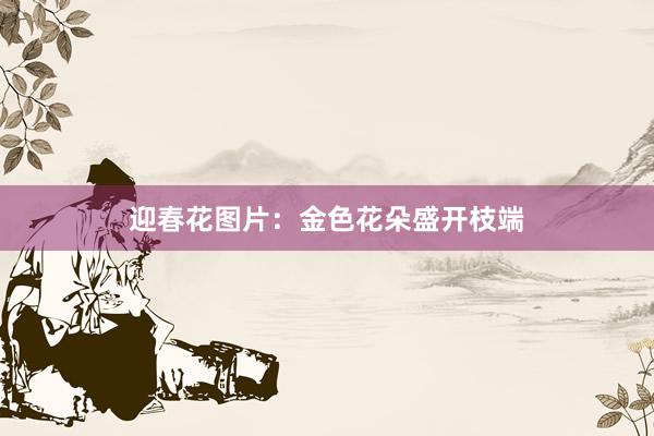 迎春花图片：金色花朵盛开枝端